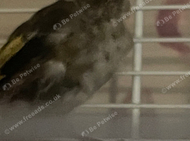 3x goldfinches 2026