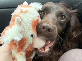 Cockapoo female