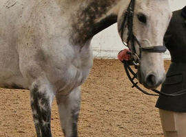 Stunning Grey Gelding 10 years 16.1hh
