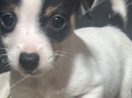 Stunning jackrussel puppies