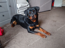 Rottweiler male top male