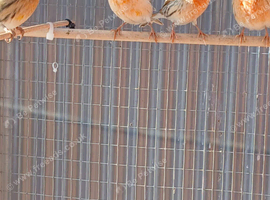 Canarys for sale different colors cocks and hens this year's and last