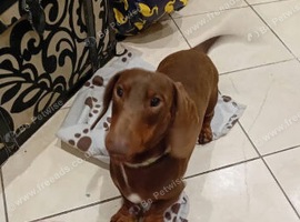 Dashound boy