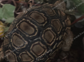 Leopard tortoise for sale