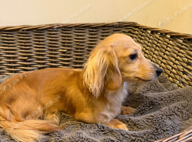 Loving miniature dachshund girl