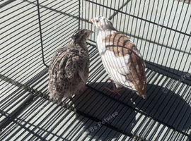 Quail