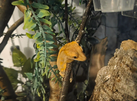 Comet crested gecko