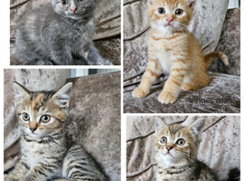 5 kittens x British blue shorthair crossed