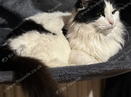 Princess Cat