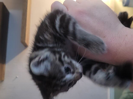 1 beautiful kitten left