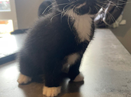 Ready now 4 kittens for sale