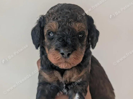 F1BB cockapoo puppies
