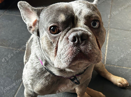 The sweetest frenchie boy ever and soo handsome