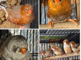 Zebra Finches