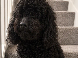 Purebred Miniature Poodle Puppies