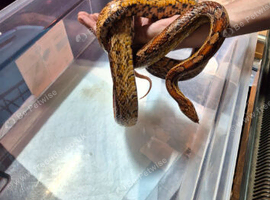 2 female corn snakes