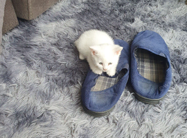 2 kittens for sale