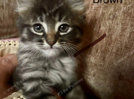 4 kittens left