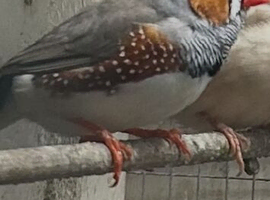Zebra finch