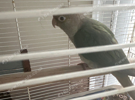 Cinnamon conure very healthy and active with cage