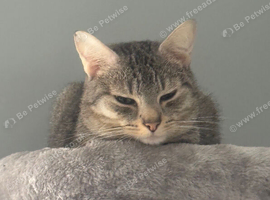 Beautiful silver/grey tabby cat