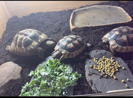 Tortoises for sale