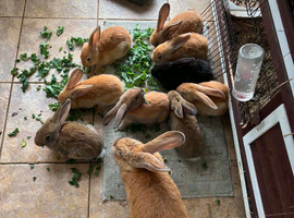 Continental x French lop baby&rsquo;s