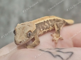 Beautiful hatchling crested geckos