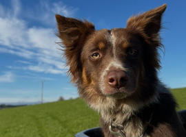 Red collie stud dog