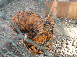 Polish Bantam Gold Lace