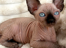 Beautiful Canadian Sphynx Kittens &ndash; 10 Weeks Old | 3 Boys & 1 Girl