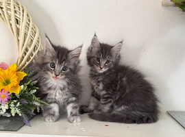 Beautiful TICA reg Maine coon kittens