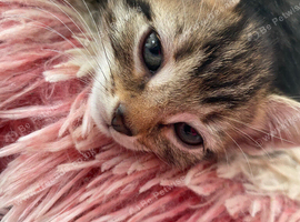 2 female tabby kittens