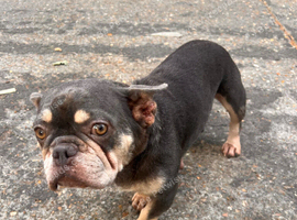 French Bulldog for Sale Female &ndash;&pound;350