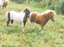 Shetland Colt Foals