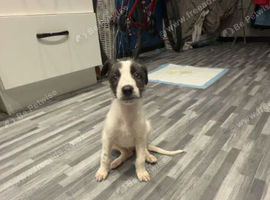 Saluki deerhound 8 weeks old