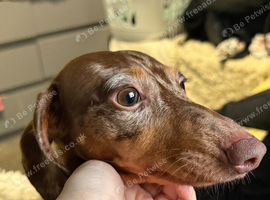 REHOME - 2 year old miniature dachshund