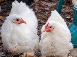 Pairs of white pekin bantams