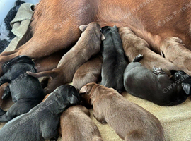 1 BLACK KC REG FEMALE LEFT