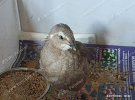 Available 1 x rare colour 7 week male and 3 laying age now females &pound;32 the group