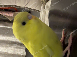 2 female budgies