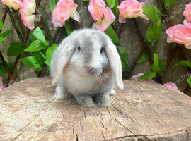 Mini lop bunnies for sale