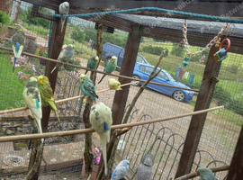 Proven breeding pair of budgies