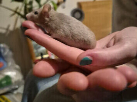 2 fancy mice and cage for sale
