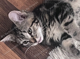 Kittens