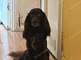 She is looking for lovely family