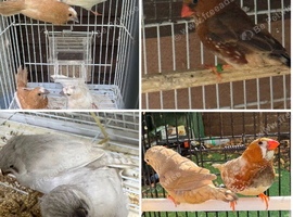 Zebra Finches