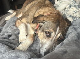 Female dog aged 5