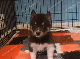Pedigree Siberian Husky Puppies