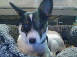 female jack russell mixed
